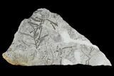 Plate Of Silurian Fossil Algae (Leveillites) - Estonia #102650-1